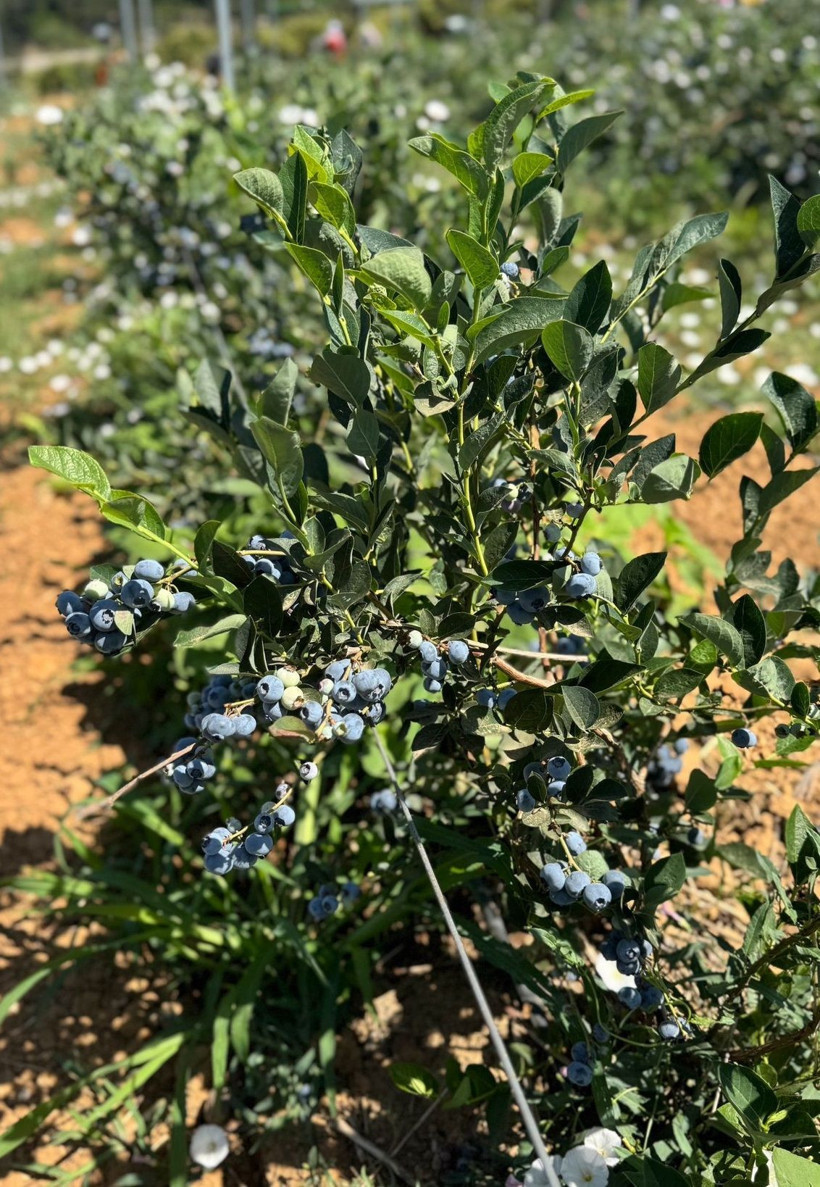 İstanbul’da yaban mersini verimi ortalamanın üzerine çıktı! - Resim: 4
