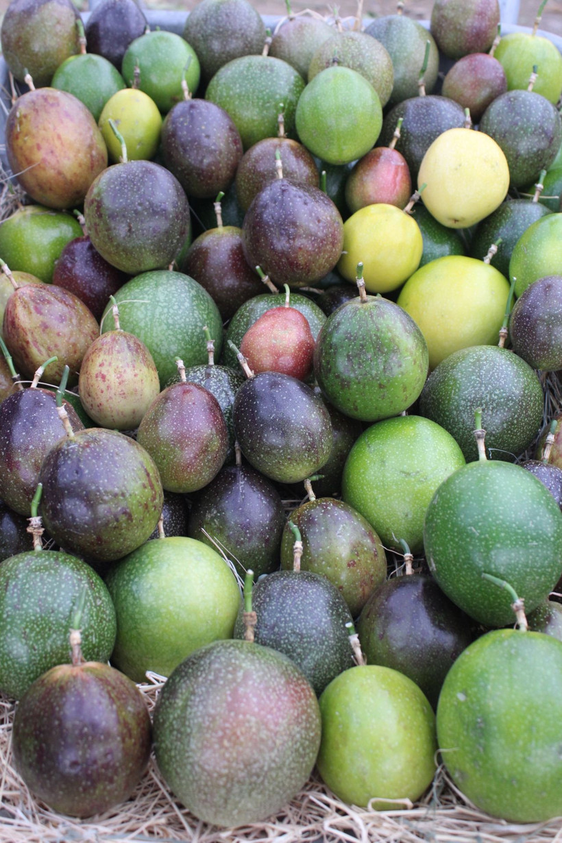 İzmir'de üretti, rotayı Avrupa'ya çevirdi: Reçel, sos ve çay da yapılıyor - Resim: 5