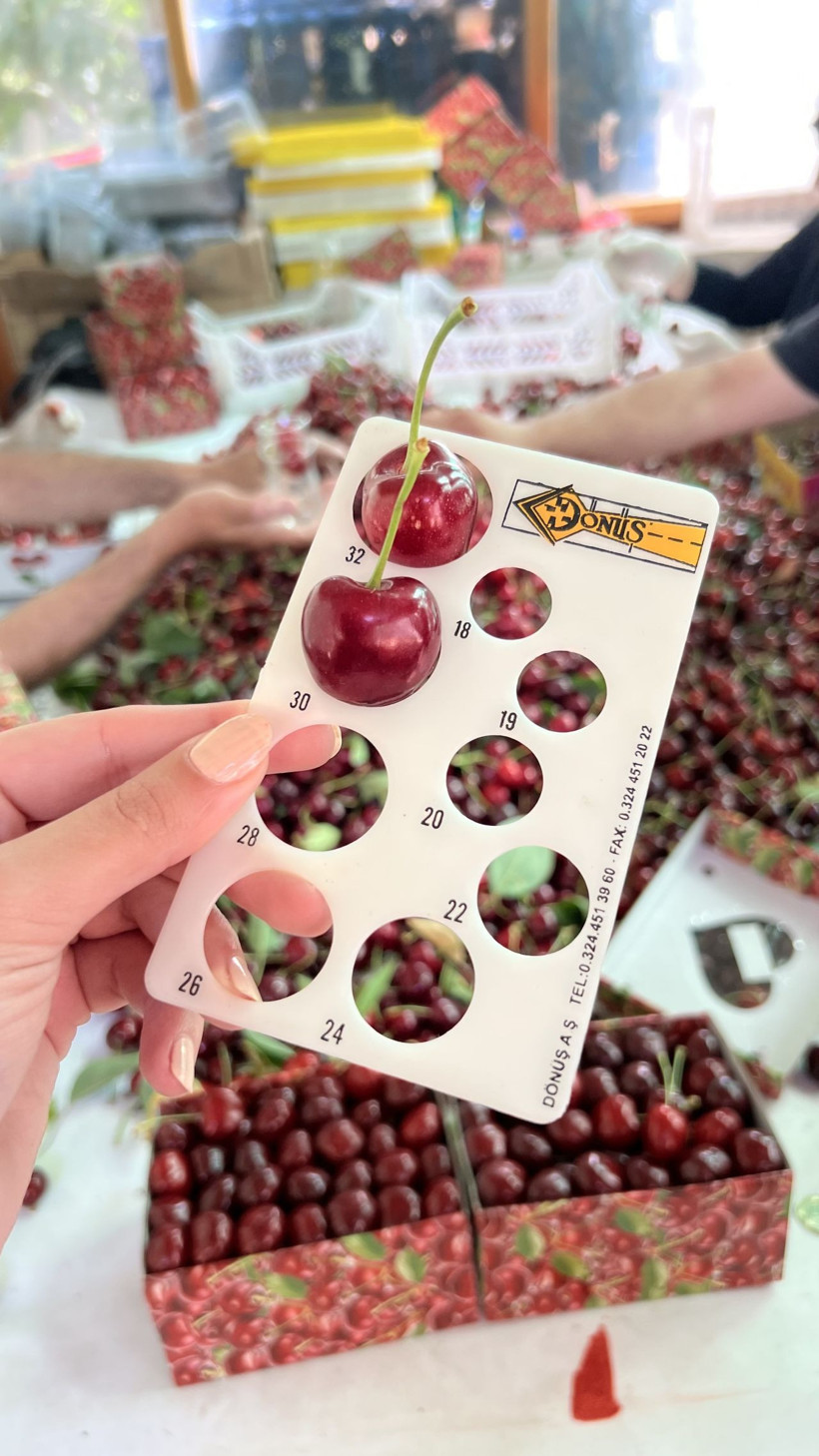 Bu kiraz özel kiraz! Kilosu 400 liradan başlıyor, 700 liraya kadar çıkıyor - Resim: 5