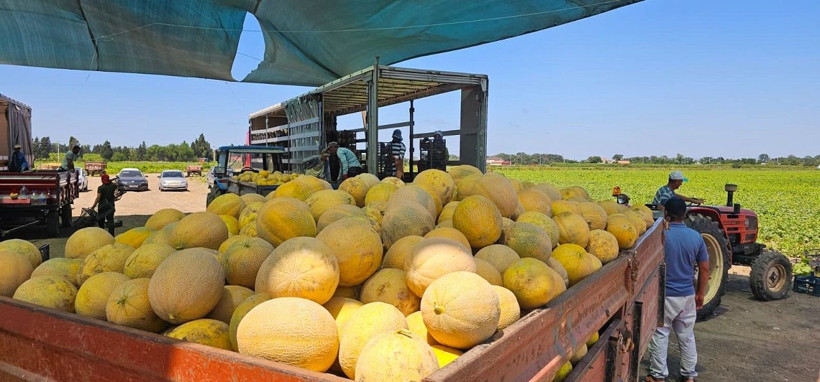 Bafra Ovası'nda hasat zamanı: Kavun-karpuz bolluğu dikkat çekiyor - Resim: 2