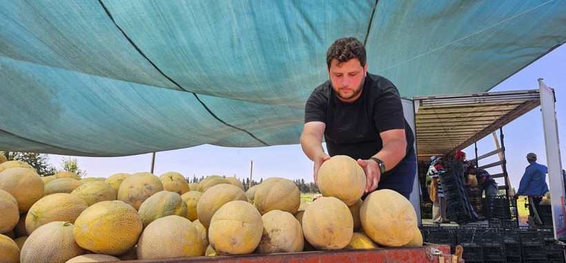 Bafra Ovası'nda hasat zamanı: Kavun-karpuz bolluğu dikkat çekiyor - Resim: 3