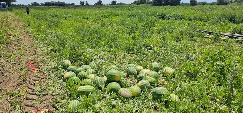 Bafra Ovası'nda hasat zamanı: Kavun-karpuz bolluğu dikkat çekiyor - Resim: 7