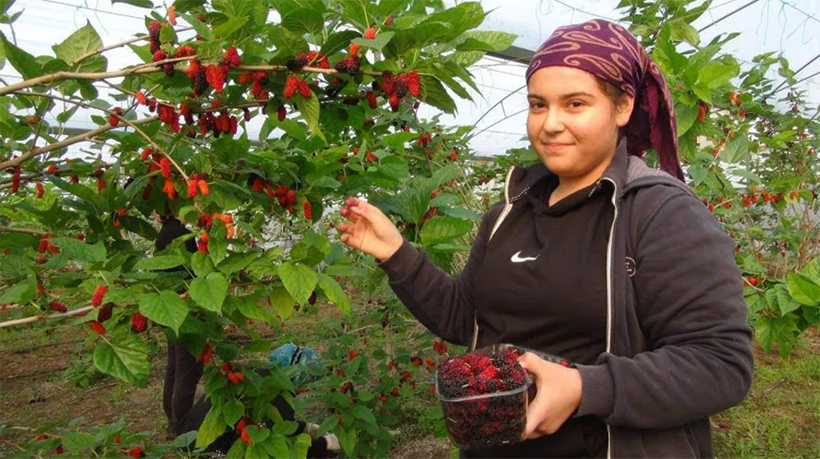 Sadece su istiyor, kilosu 110 lira! - Resim: 2