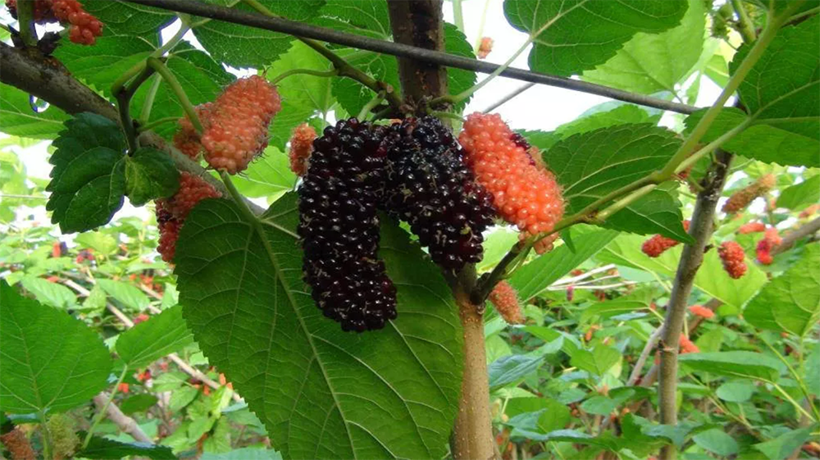 Sadece su istiyor, kilosu 110 lira! - Resim: 3