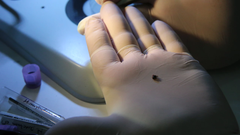 Kene ısırığıyla geçen esrarengiz hastalık: Et ve süte karşı anafilaksiye kadar giden alerjiye sebep oluyor! - Resim : 3