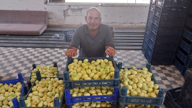 Mersin'de incir fiyatları üreticinin yüzünü güldürüyor - Resim : 1