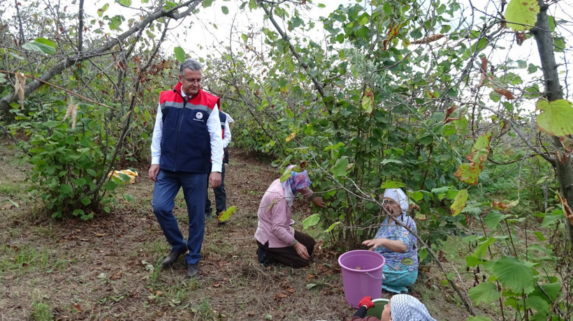 Fındığa zirai don darbesi - Resim : 1