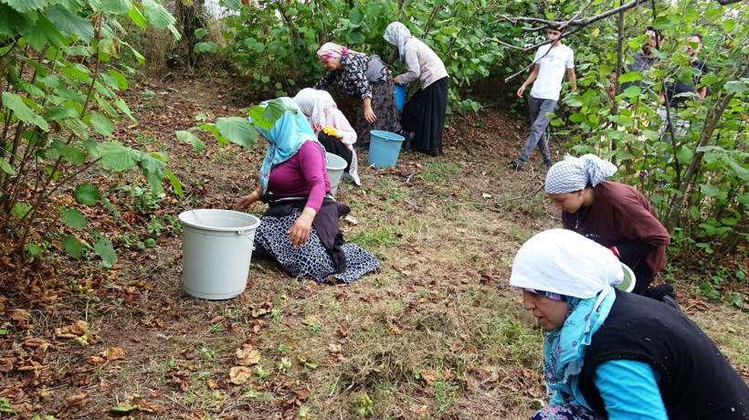 Fındığa zirai don darbesi - Resim : 2