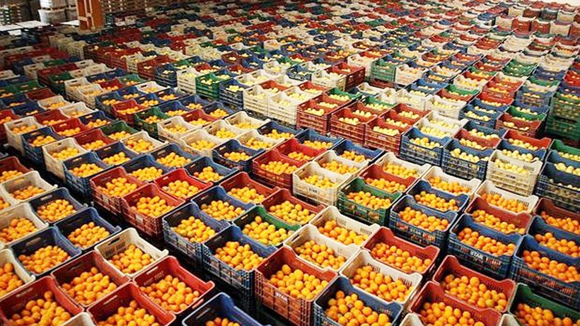 Yaş meyve sebzede Uzak Doğu hedefi 100 milyon dolar