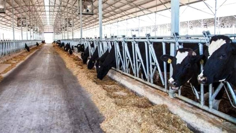 İthal hayvan fiyatları düşüremedi