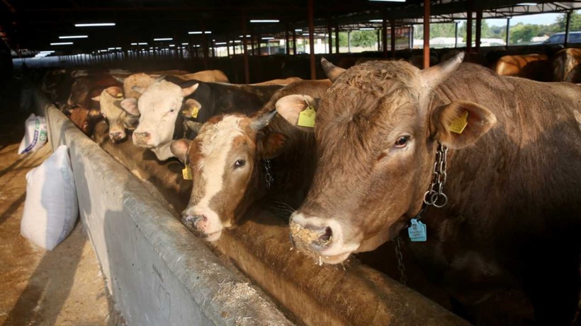 Kurbanlığın canlı kilo fiyatı 40 lira birden geriledi