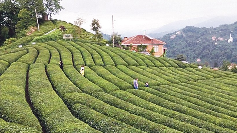 Rize'nin 5 aylık çay ihracatı 7,4 milyon dolara yükseldi