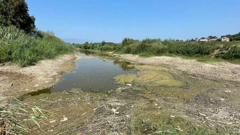 Büyük Menderes Nehri'nde balık ölümleri: Nedeni kuraklık