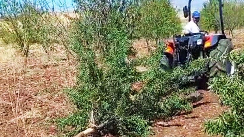 Düşük fiyat bademde bahçe sökümü başlattı