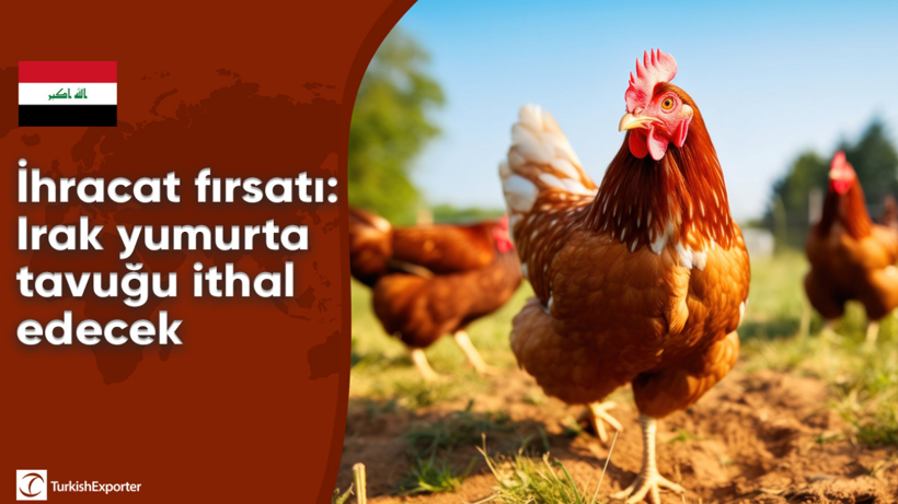 İhracat fırsatı: Irak yumurta tavuğu ithal edecek