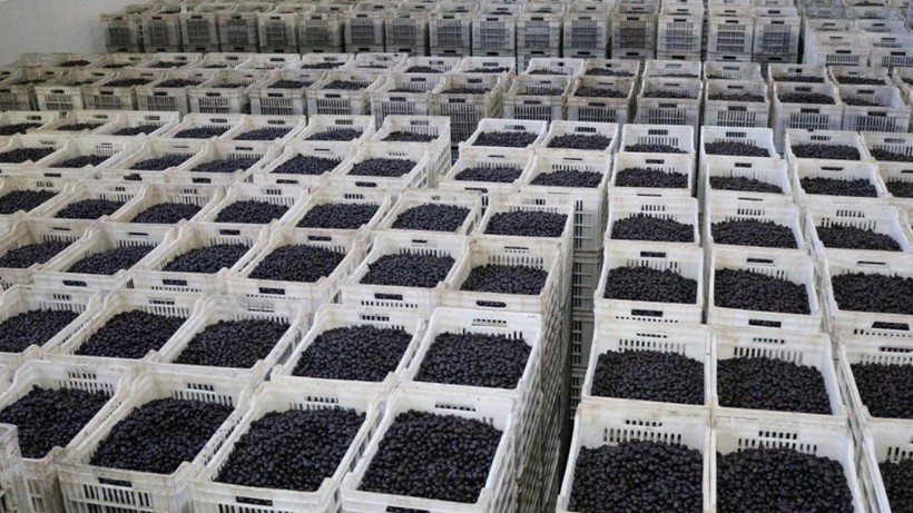 Marmarabirlik kampanya döneminde 2 milyar 823 milyon liralık ürün aldı
