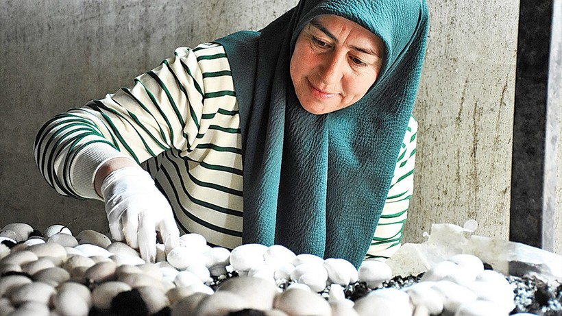 Atıl araziyi tarıma kazandırdı destekle mantar üretimine başladı