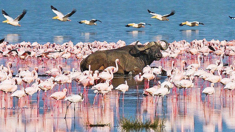 Afrika’da yükselen sular flamingoları tehdit ediyor