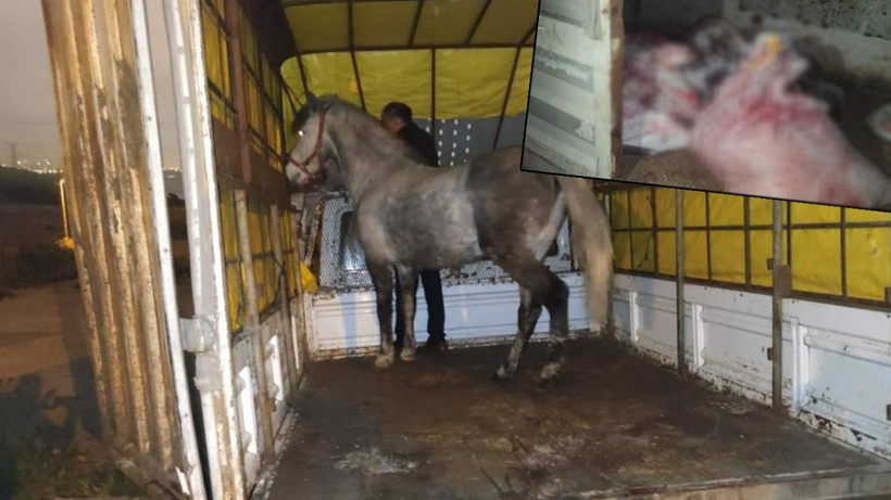 İstanbul'da at eti baskını: Kamyonetten at eti ve sakatat çıktı