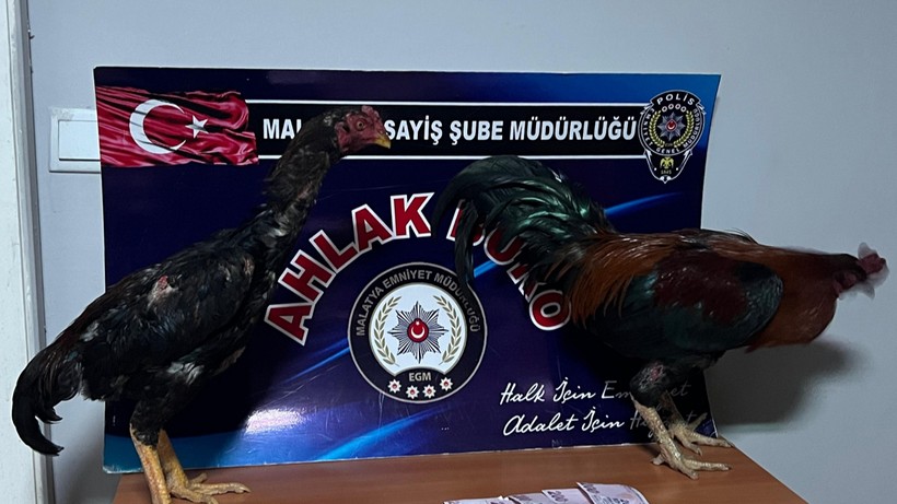 Malatya'da horoz dövüştürenlere para cezası verildi