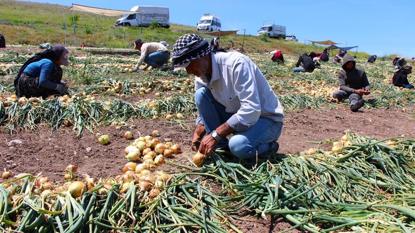 Amasya’da soğan hasadı başladı: Tarlada kilosu 7 TL