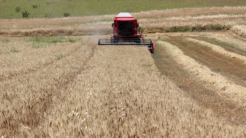Trakya'daki buğday üretiminde yüksek verim ve kalite