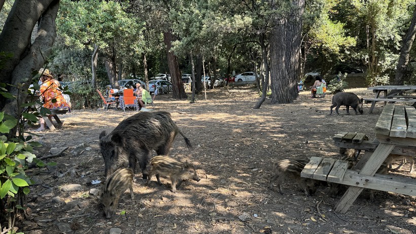Kuşadası'ndaki yaban domuzları koylara indi