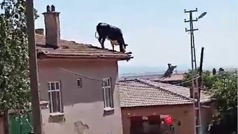 Konya'da sahibinden kaçan kurbanlık çatıya çıktı
