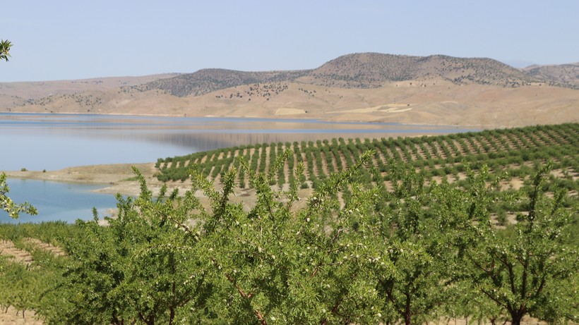 Elazığ'da badem ağacı sayısı 500 bini aştı