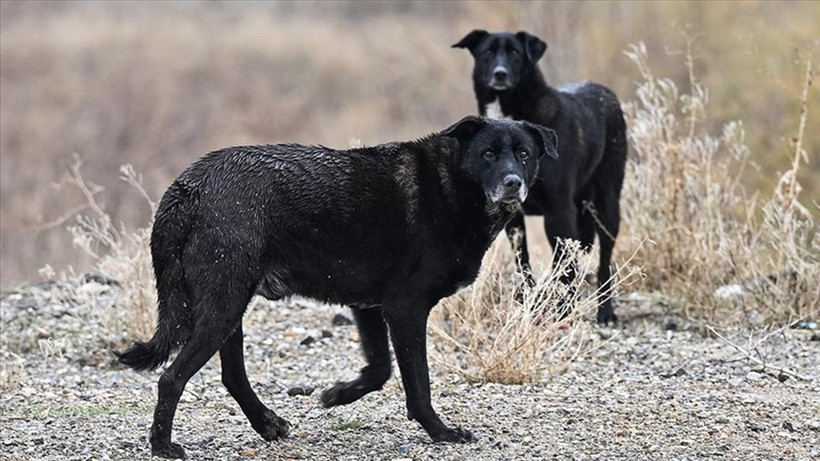 Sokak köpeği saldırısında iki belediye görevlisine ceza istemi