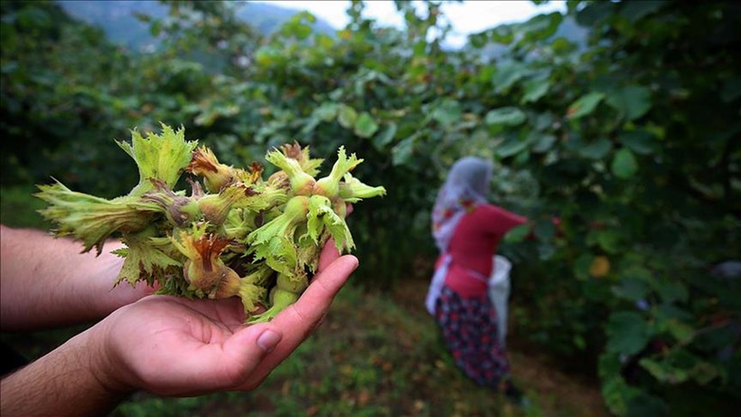 Suiçmez: Fındık taban fiyatı 160-180 lira arasında olmalı