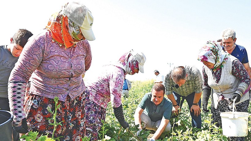 70 liralık bamyayı cips yaptı, fiyatını 41 dolara çıkardı