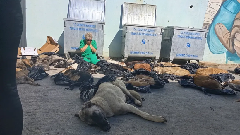 Gebze’de katliam! Kedi ve köpek ölümleriyle ilgili soruşturma başlatıldı