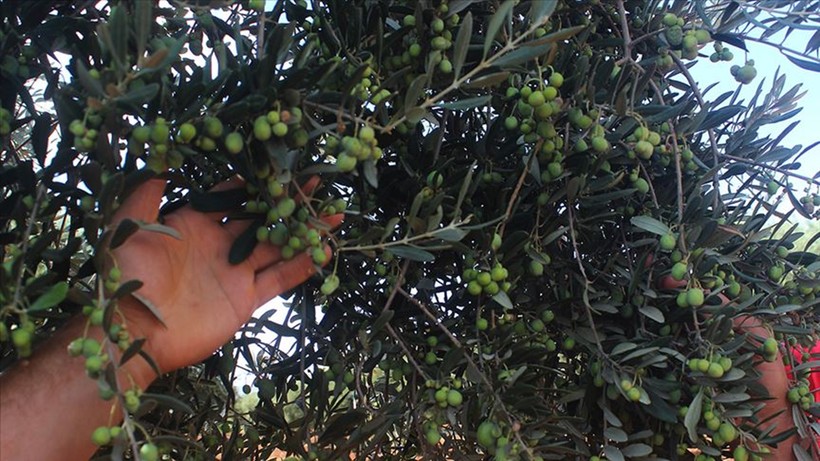 Marmarabirlik'in 445 milyon TL'lik ödemesi yarın hesaplara yatıyor