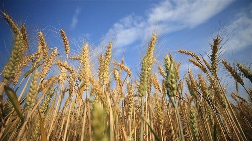 Rusya’dan tahıl ihracatında tarihi zirve: 72 milyon ton ile rekor kırıldı