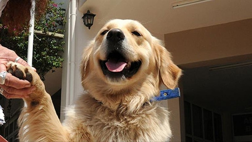 Kedi ve köpek sahipleri müjde! Yapay zeka hayvanların diline ışık tutabilir: Hayvanların sesleri anlam bulacak