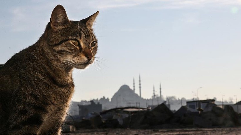 İstanbul’un daimi sakinleri sokak kedileri! Osmanlı’dan günümüze İstanbul’un kedi sevgisi