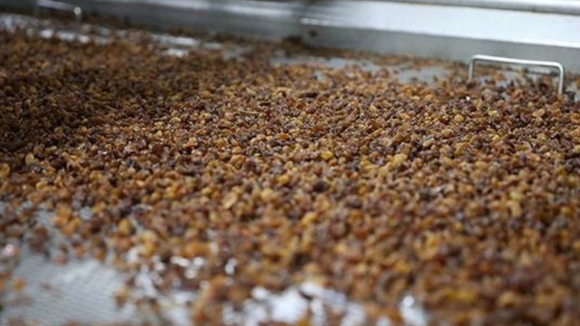 Çekirdeksiz kuru üzüm ihracatı sezonun ilk yarısında 310 milyon dolar oldu
