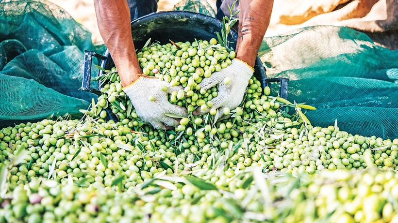 Ayvalık’ta lisanslı depoculukla fiyatı ‘borsa’ belirleyecek