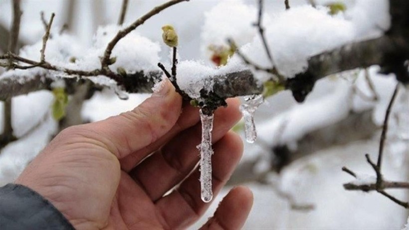 Meteoroloji'den tarım üreticilerine uyarı! Karadeniz'de zirai don bekleniyor