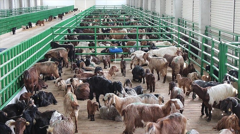 Hayvancılık destekleme başvuruları yarın başlıyor
