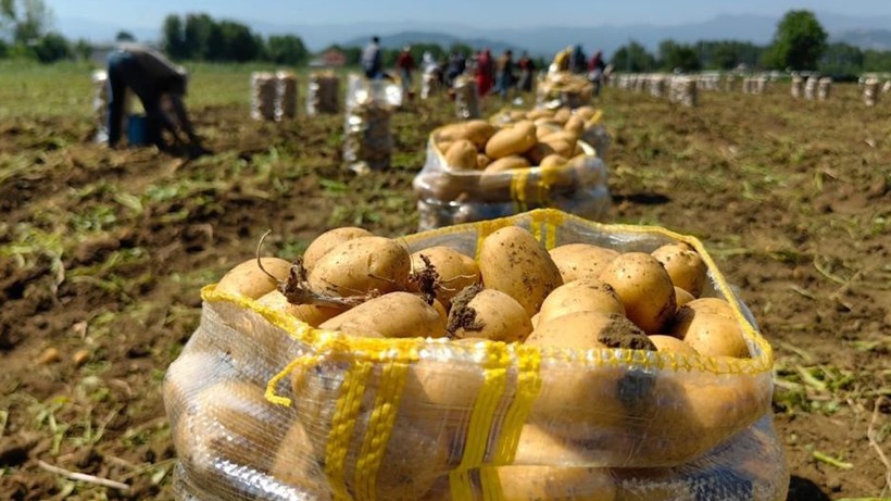 Patates ihracatında ciddi artış! İşte ocak-döneminde son durum