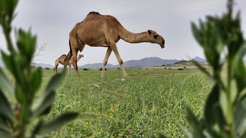 Milyonlarca yıllık, ‘Yeşil Arabistan’