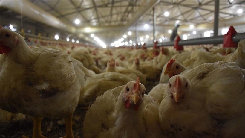 TÜİK açıkladı! Tavuk eti üretimi yükseldi, yumurta üretimi geriledi