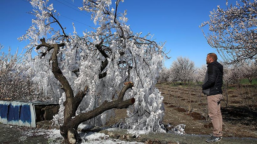 Meteoroloji'den zirai don uyarısı! Havalar ısınıyor ancak... (16 Nisan hava durumu)