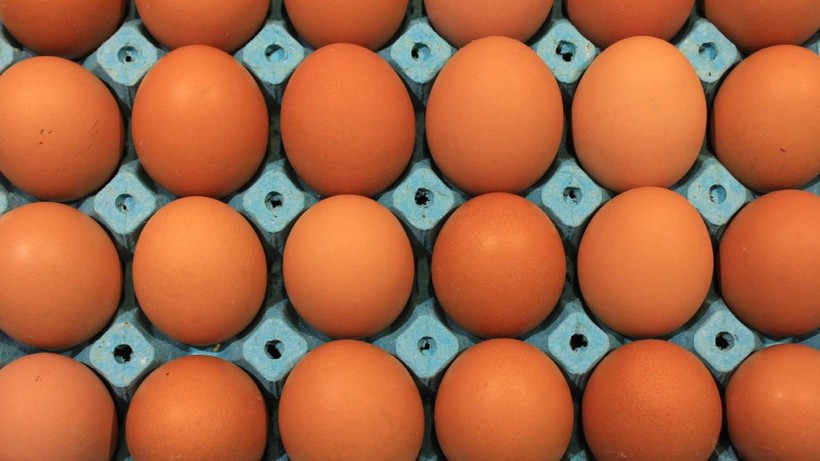 Üniversiteli tavukların yumurtaları daha hesaplı