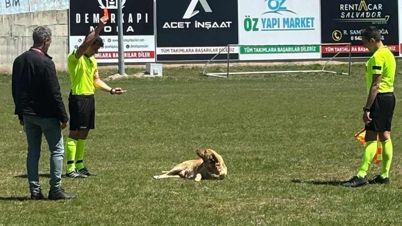 Amatör maçta hakem sahaya giren köpeği kırmızı kart gösterip dışarı çıkardı