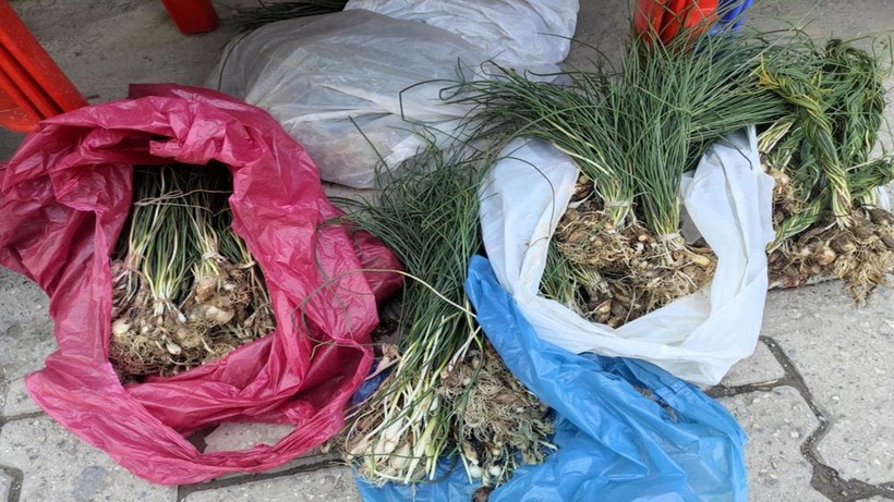 Dağlardan toplanan 'zuzubak otu' kilosu 10 bin TL'ye satılıyor