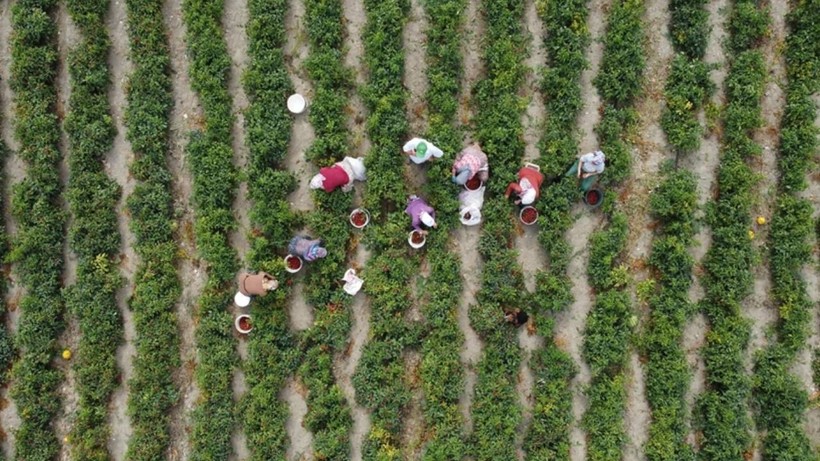 Çiftçilere yaklaşık 3,1 milyar lira destek ödemesi bugün yapılacak