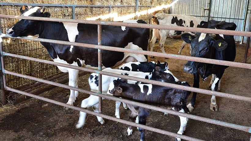 BUZAĞI DESTEĞİ | 1. dönem buzağı desteği ödemesi hesaplara yattı mı, ne zaman yatacak?